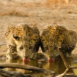 Tropical Adventure Tour (6N|7D)