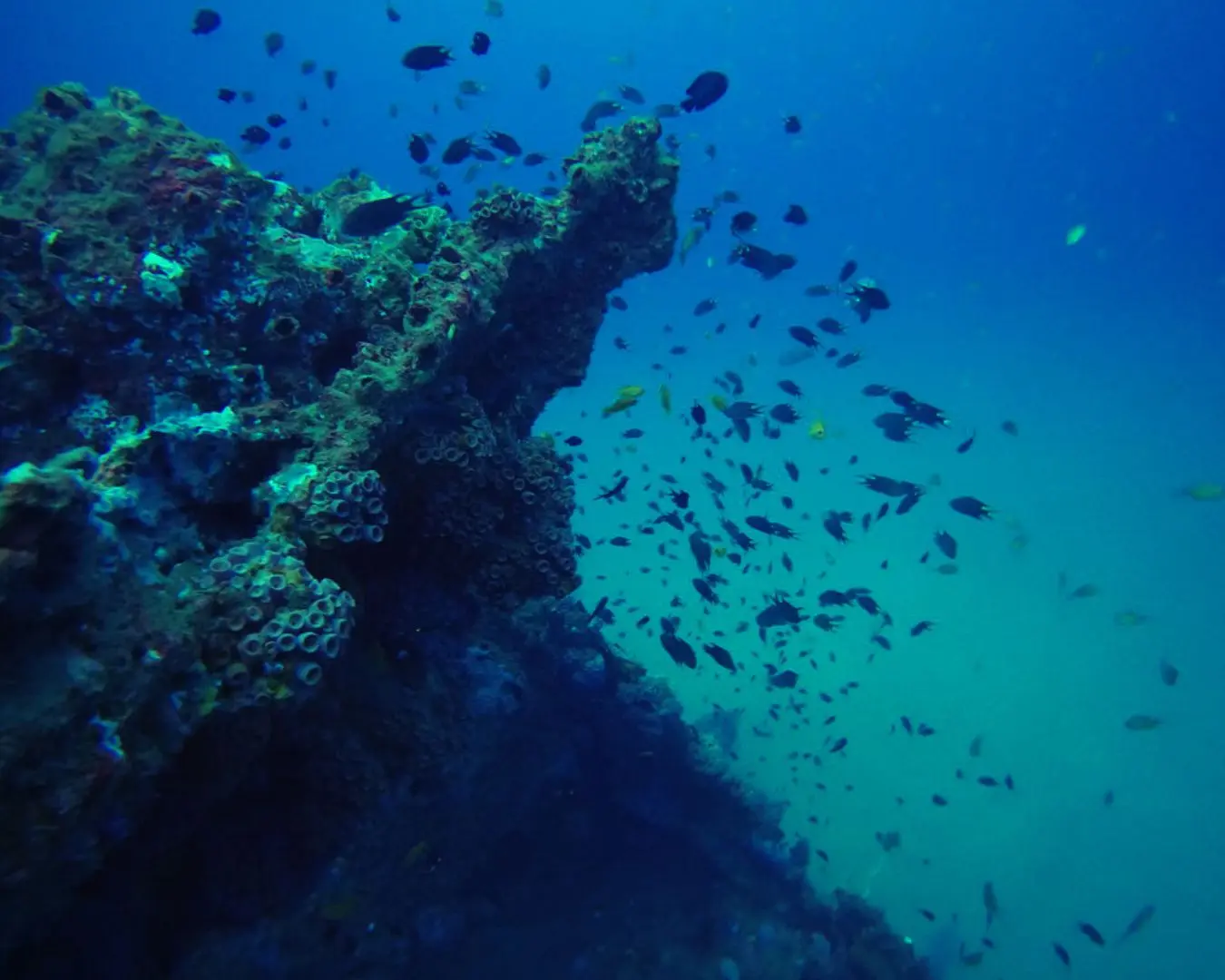 Scuba diving Sri lnaka