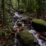 Explore the Mystical Sinharaja Rainforest 1 Sinharaja Rainforest Day tour