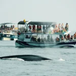 Whale Watching 1 whale watching sri lanka