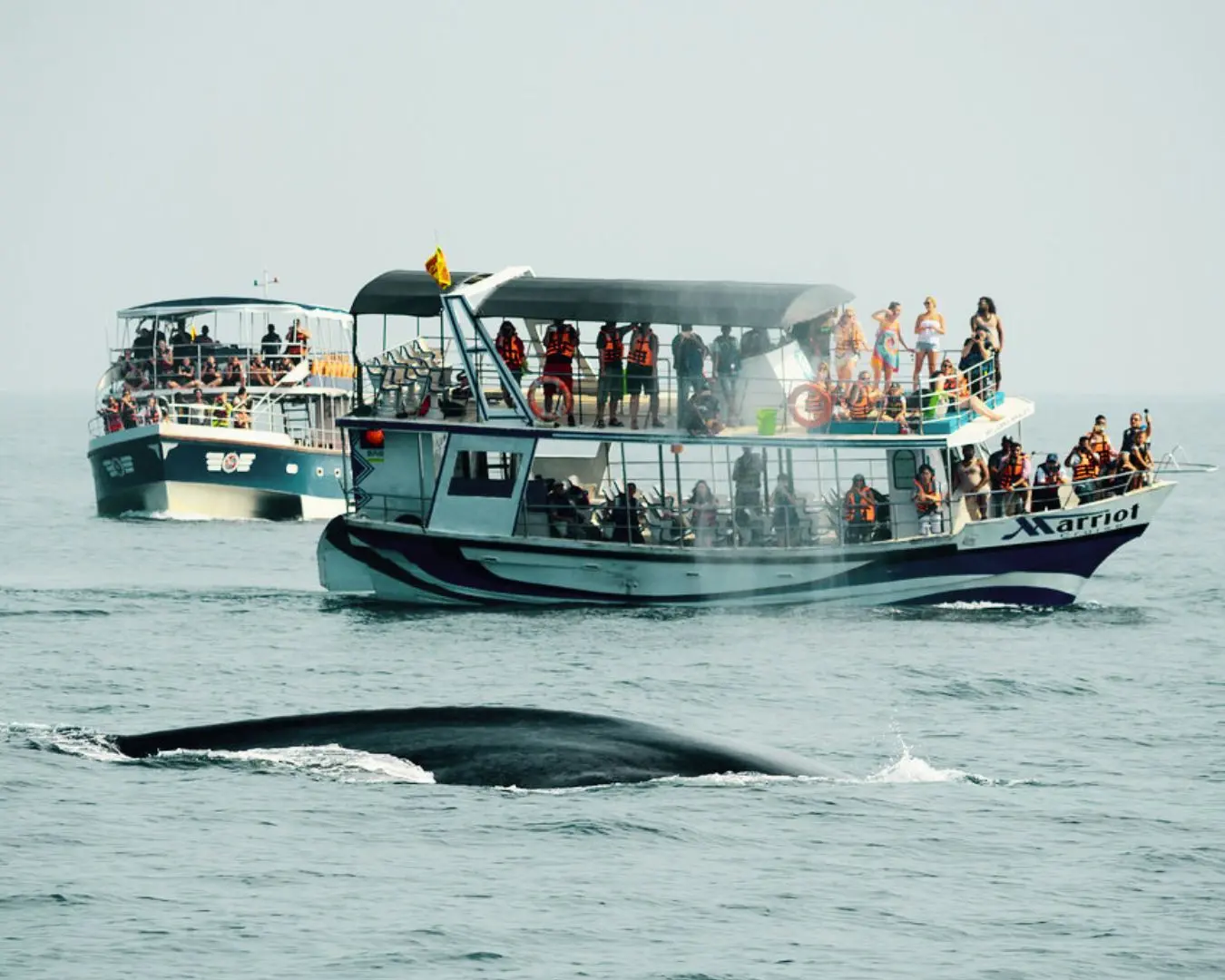 whale watching sri lanka
