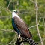 Bird Watching 1 Bird Watching sri lanka