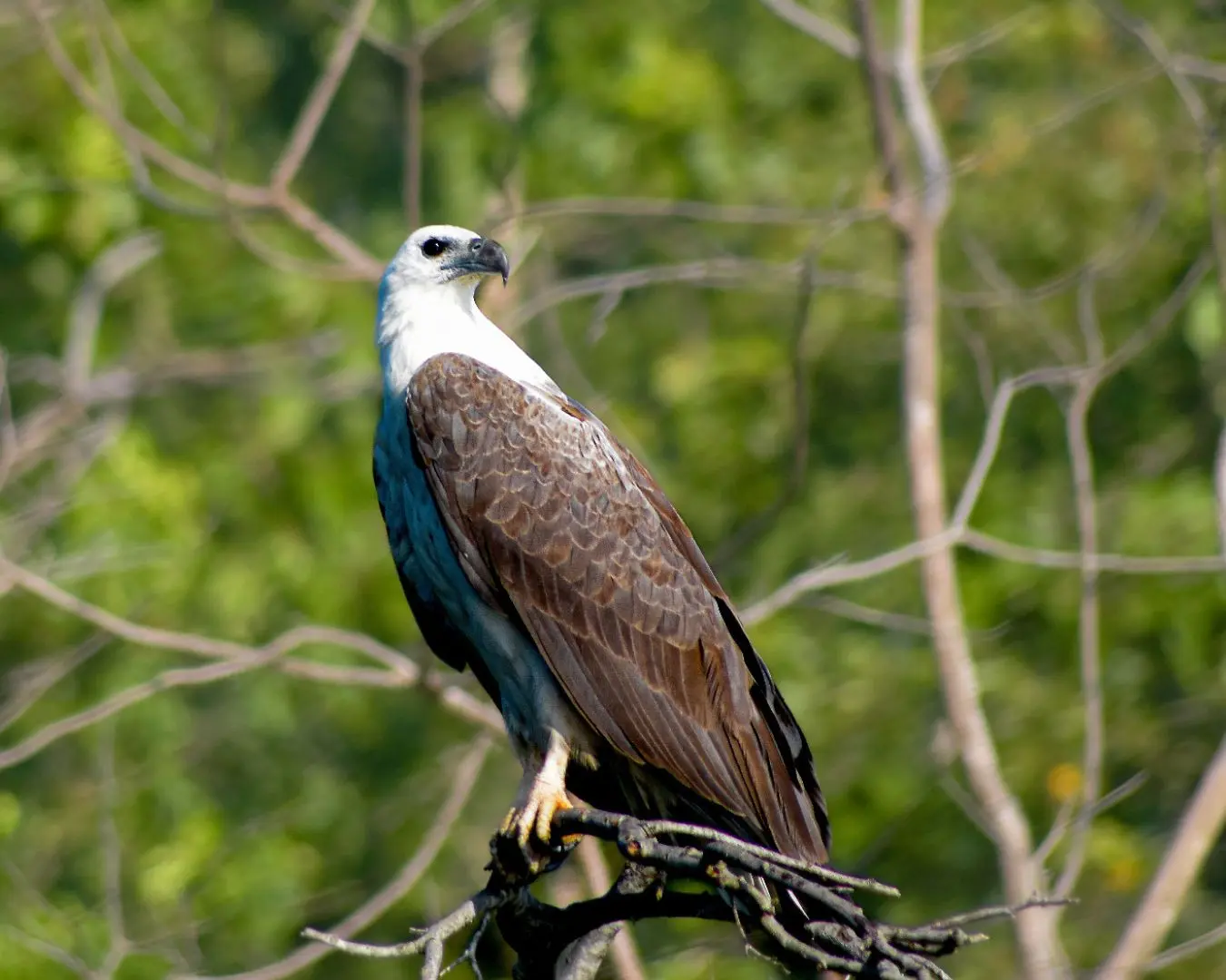 Bird Watching sri lanka