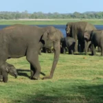Elephant Watching 2 Elephant watching kaudulla Minneriya