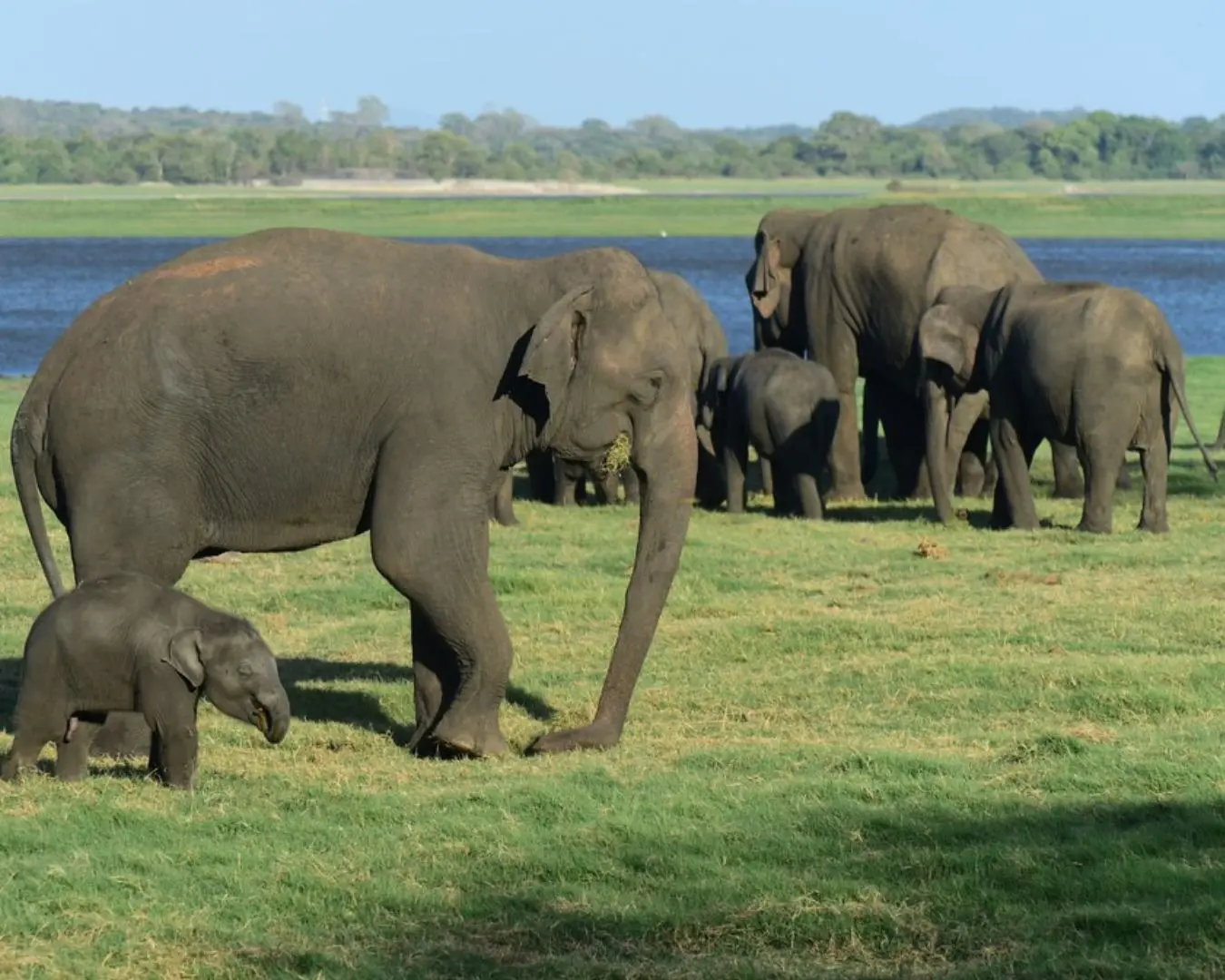 Elephant watching kaudulla Minneriya