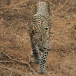 Jeep Safaris 1 Jeep Safaris – Yala, Udawalawe, Wilpattu