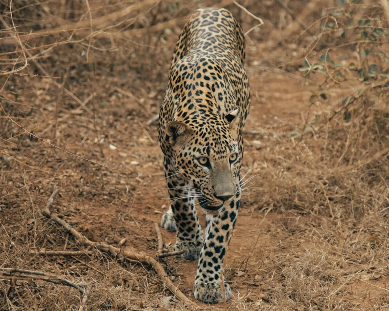 Jeep Safaris – Yala, Udawalawe, Wilpattu