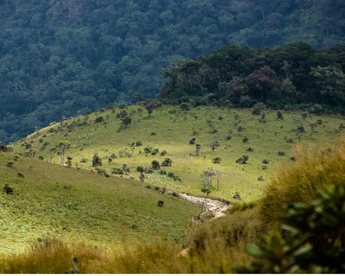 Jungle Safari Walks sri lanka