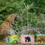 Sri Lanka national parks